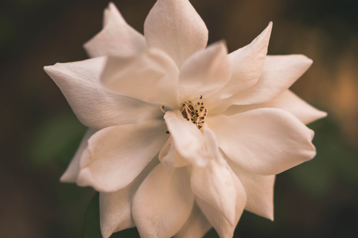 An image of a flower